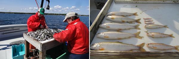 Two people on boat on lake and tray of fish